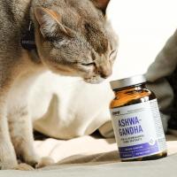 ICONFIT Ashwagandha kapsulas N90