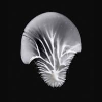 MADARA Age Pro Contour Wrinkle acu krēms 15ml