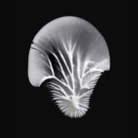 MADARA Age Pro Contour Wrinkle acu krēms 15ml