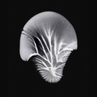 MADARA Age Pro Contour Wrinkle acu krēms 15ml