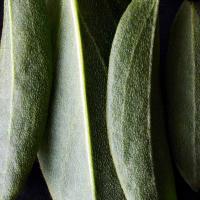 DR. HAUSCHKA Tonālais krēms 01 Macadamia 30ml