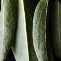 DR. HAUSCHKA Izgaismojošs konsīleris 00 Translucent 2,5ml