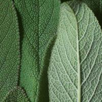 DR. HAUSCHKA Bronzējošais pūderis 01 Bronze 10g