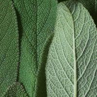 DR. HAUSCHKA Bronzējošais pūderis 01 Bronze 10g