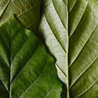 DR. HAUSCHKA Izgaismotājs 01 Illuminating 5g