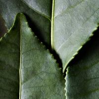 DR. HAUSCHKA Šķidrais acu laineris 01 Black 4ml