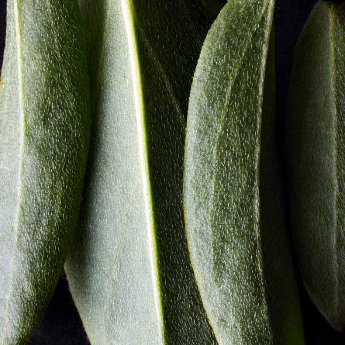 DR. HAUSCHKA Tonālais krēms 01 Macadamia 30ml