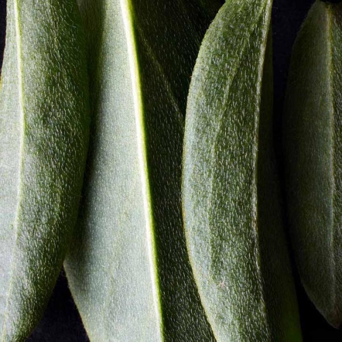 DR. HAUSCHKA Izgaismojošs konsīleris 00 Translucent 2,5ml