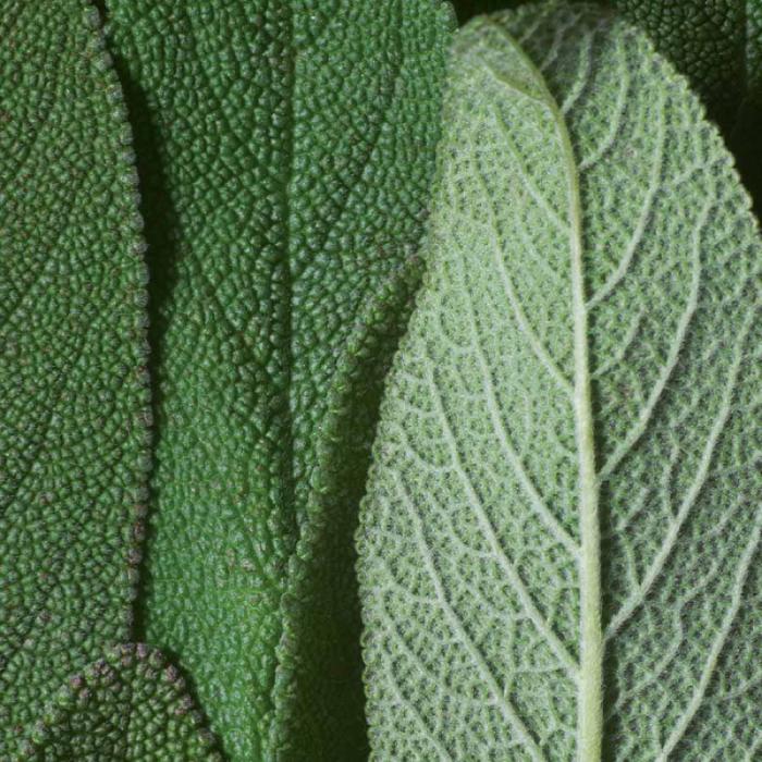 DR. HAUSCHKA Bronzējošais pūderis 01 Bronze 10g