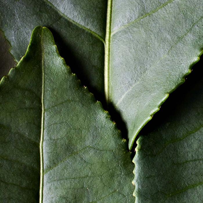 DR. HAUSCHKA Skropstu tuša apjomam 01 Black 8ml